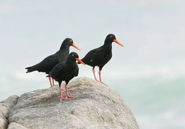 African Black Oystercatchers - group of 3 perched on rock - west coast, South Africa