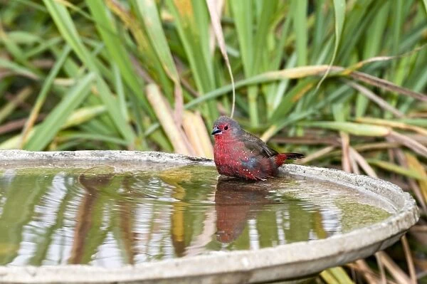 African  /  Blue-billed Firefinch - at birdbath. Feeds on seeds and insects. Endemic in Africa, inhabiting thickets in dry and moist woodland, savanna, steppe and riverine scrub. Grahamstown, Eastern Cape, South Africa