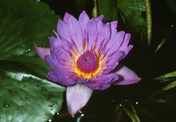 Framed Print : African Blue Water Lily Framed Print : African Blue Water Lily