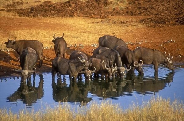 African Buffalo Africa
