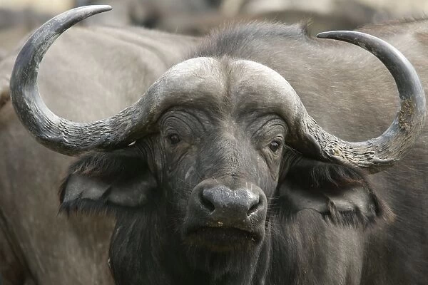 African Buffalo - close-up of head. South Langwa Valley - Zambia - Africa
