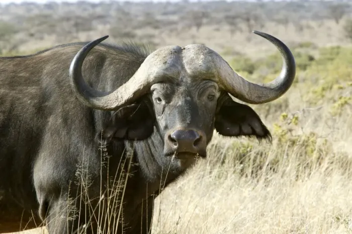 Framed Print : African Buffalo - close-up of head. Kenya - Africa Framed Print : African Buffalo - close-up of head. Kenya - Africa