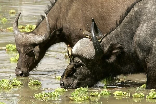 African Buffalo - drinking with Yellow-billed Oxpecker. South Langwa Valley - Zambia - Africa