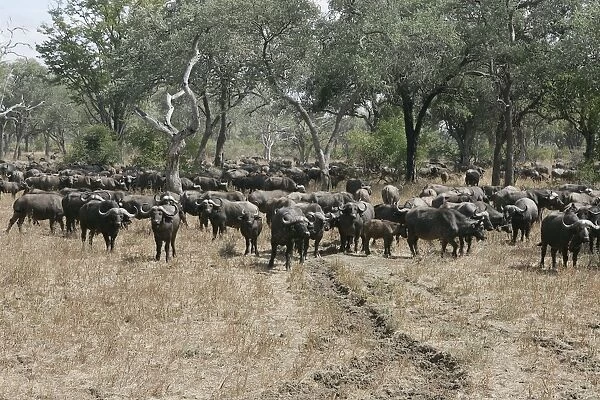 African Buffalo - herd. South Langwa Valley - Zambia - Africa