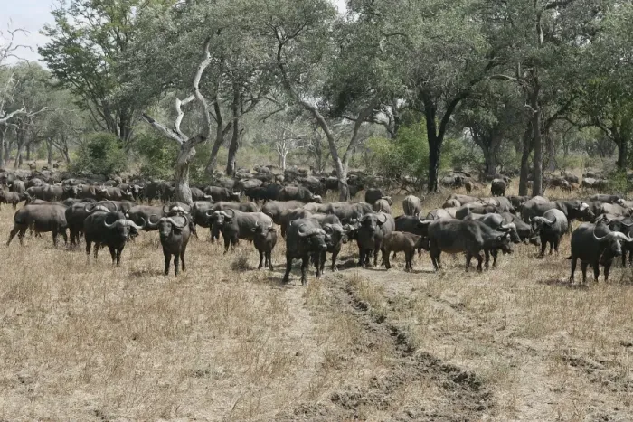 Framed Print : African Buffalo - herd. South Langwa Valley - Zambia - Africa Framed Print : African Buffalo - herd. South Langwa Valley - Zambia - Africa
