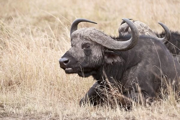 African Buffalo - lying in dry grass chewing cud - Masai Mara - Kenya