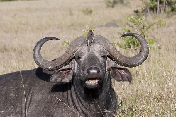 African Buffalo - With Oxpecker - On savannah plains - Maasai Mara North Reserve Kenya