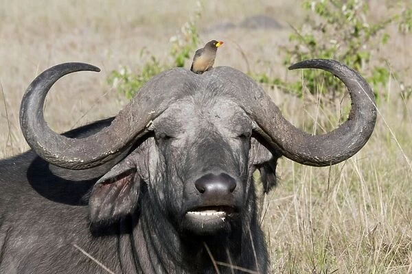 African Buffalo - With Oxpecker - On savannah plains - Maasai Mara North Reserve Kenya