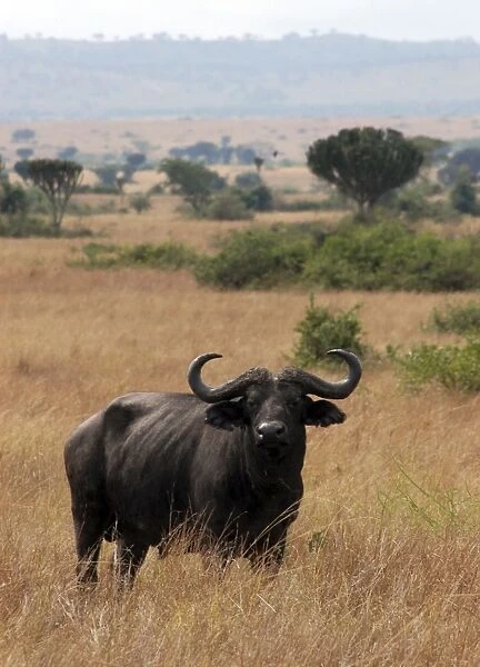 African Buffalo, Queen Elizabeth National Park, Uganda, Africa
