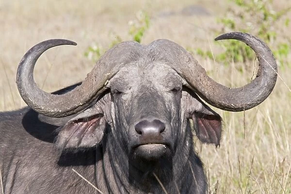African Buffalo - On savannah plains - Maasai Mara North Reserve Kenya