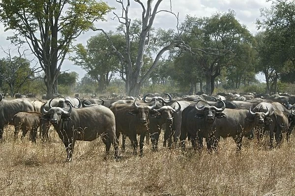 African Buffalo - South Luangwa Valley National Park - Zambia