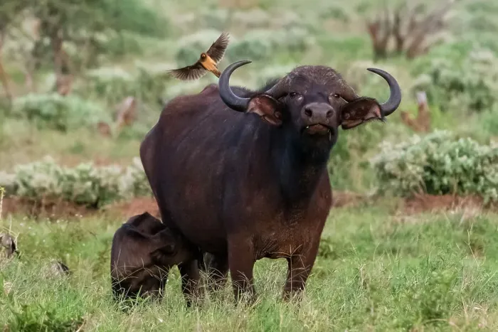Framed Print : African buffalo (Syncerus caffer) and its calf, Tsavo, Kenya. Date: 19-04-2017 Framed Print : African buffalo (Syncerus caffer) and its calf, Tsavo, Kenya. Date: 19-04-2017