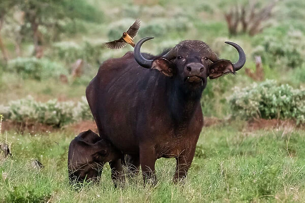 African buffalo (Syncerus caffer) and its calf, Tsavo, Kenya. Date: 19-04-2017