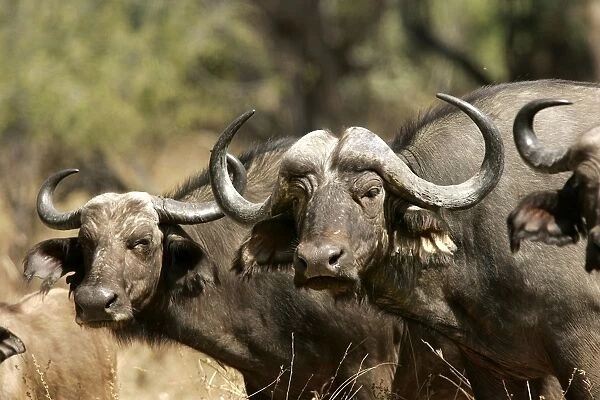 African Buffalo - two. South Langwa Valley - Zambia - Africa