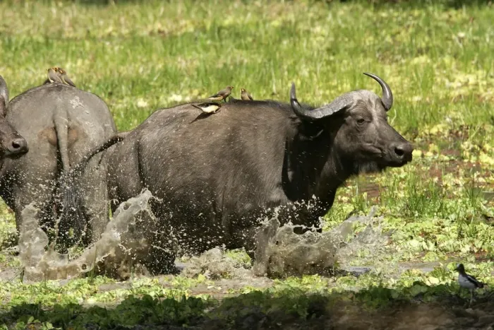 Framed Print : African Buffalo - in water with Yellow-billed Oxpecker. South Langwa Valley - Zambia - Africa Framed Print : African Buffalo - in water with Yellow-billed Oxpecker. South Langwa Valley - Zambia - Africa