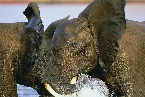 African Bull Elephants. Dominance sparring in Lake. Lake Kariba, Matusadona National Park, Zimbabwe, Africa. 3ME260