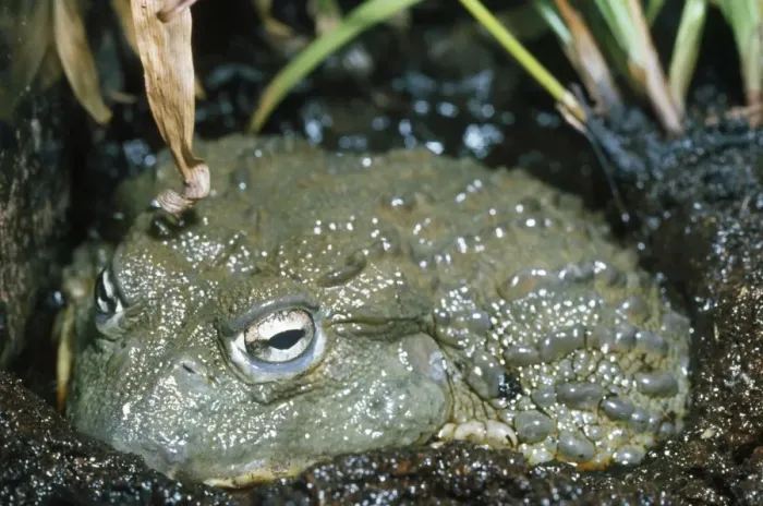 Framed Print : African Bull Frog - in mud Framed Print : African Bull Frog - in mud