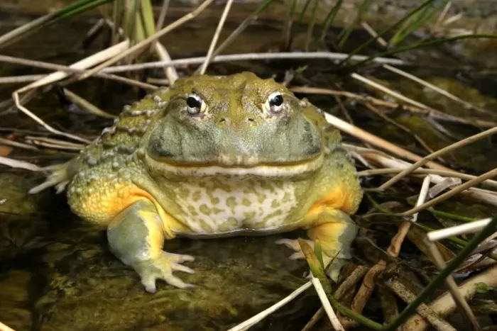 Framed Print : African Bullfrog or Giant Pyxie Cape Province, South Africa Framed Print : African Bullfrog or Giant Pyxie Cape Province, South Africa