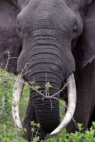 African Bush  /  African Savanna Elephant - in the bush