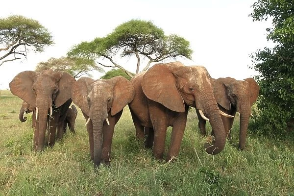 African Bush  /  African Savanna Elephant - herd - Tarangire NP - Tanzania
