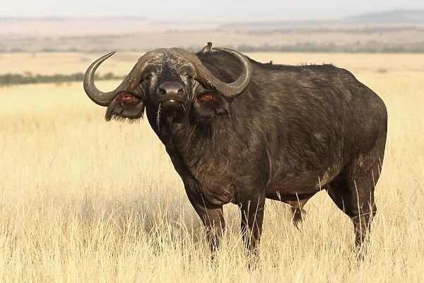 African  /  Cape Buffalo - bull - Maasai Mara - Kenya