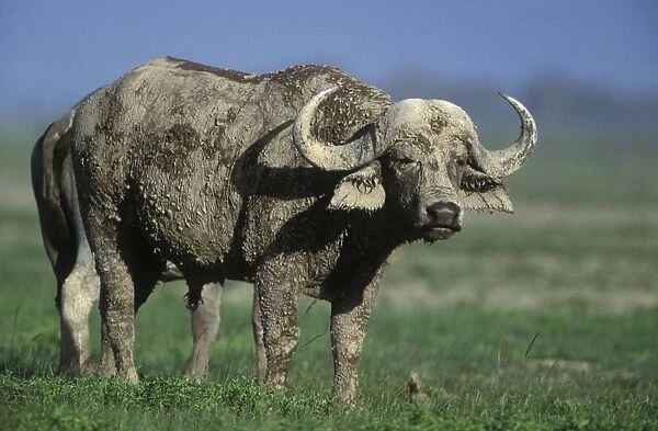 African  /  Cape Buffalo Covered in mud