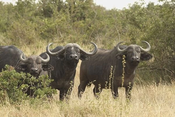 African  /  Cape Buffalo - herd - Maasai Mara - Kenya