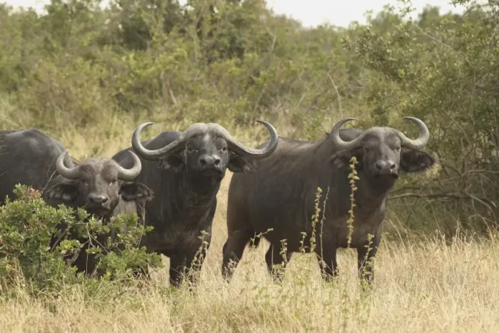 Framed Print : African / Cape Buffalo - herd - Maasai Mara - Kenya Framed Print : African / Cape Buffalo - herd - Maasai Mara - Kenya