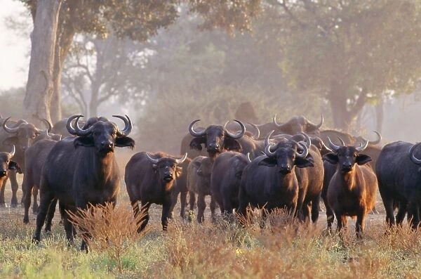 African  /  Cape Buffalo - Herd. Mana Pools National Park, Zimbabwe, Africa