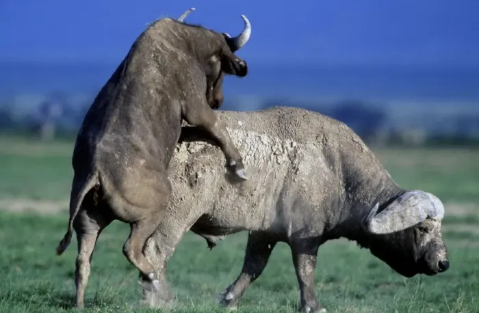Framed Print : African / Cape Buffalo Mating Framed Print : African / Cape Buffalo Mating