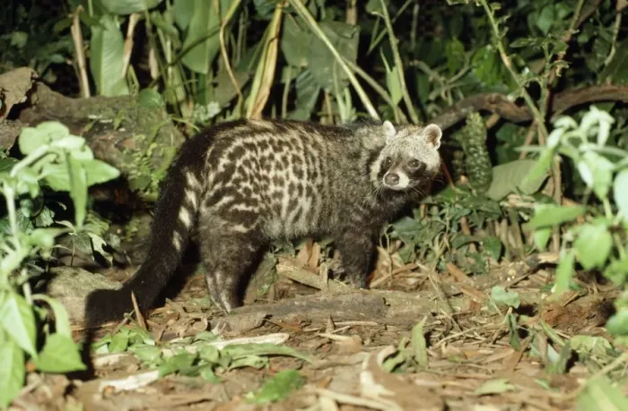 Framed Print : African Civet - Rainforest - Sierra Leone, Africa Framed Print : African Civet - Rainforest - Sierra Leone, Africa