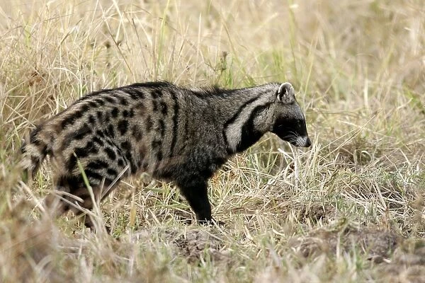 African Civet. South Luangwa Valley National Park - Zambia - Africa