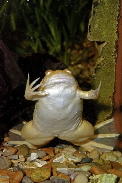 African Clawed Toad - albino