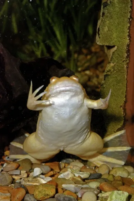 Framed Print : African Clawed Toad - albino Framed Print : African Clawed Toad - albino