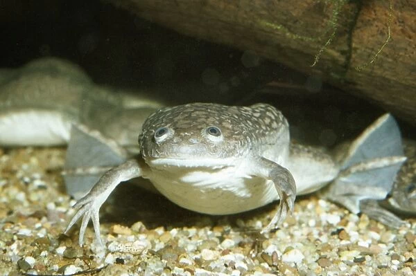 African Clawed Toad South Africa