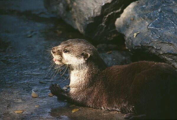 African Clawless Otter