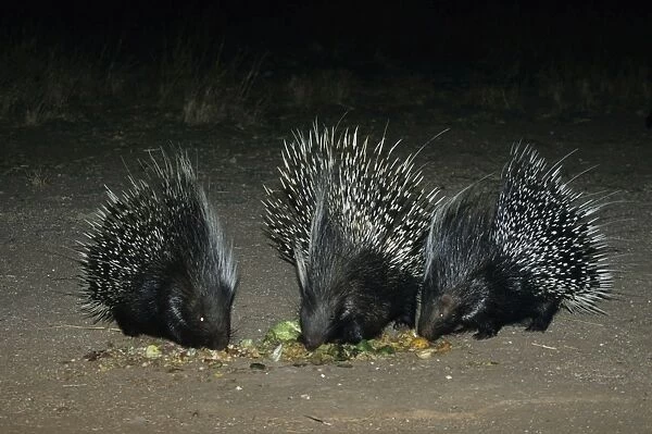 African Crested Porcupine - Central Namibia, Africa MA001159