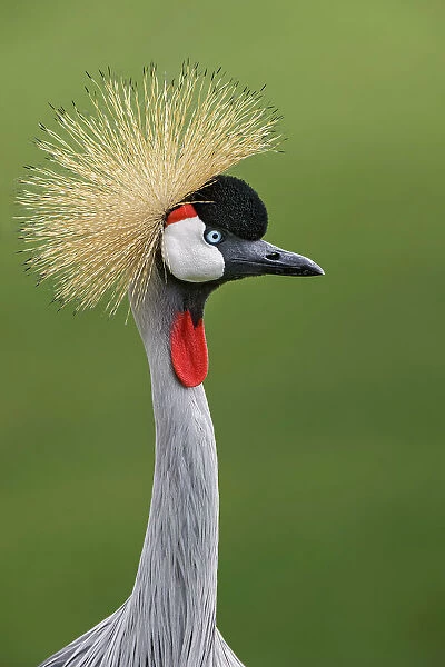African crowned crane Date: 07-06-2021