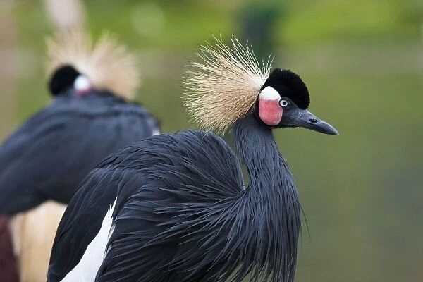 African Crowned Crane - pair of adults