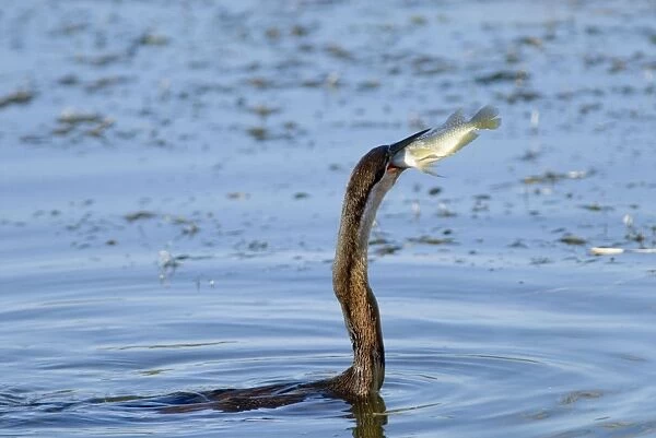 African Darter  /  Darter  /  Snakebird swallowing recently caught tilapia fish; body characteristically submerged. Andries Vosloo Kudu Reserve, nr. Grahamstown, Eastern Cape, South Africa