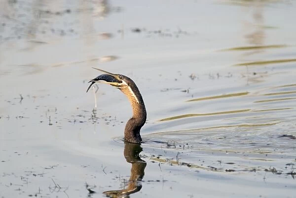 African Darter  /  Darter  /  Snakebird swallowing recently caught tilapia fish. Andries Vosloo Kudu Reserve, nr. Grahamstown, Eastern Cape, South Africa