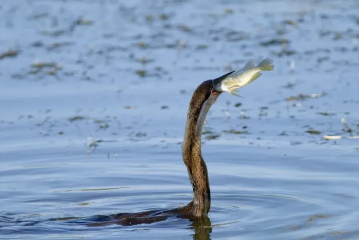 Framed Print : African Darter / Darter / Snakebird swallowing recently caught tilapia fish; body characteristically submerged. Andries Vosloo Kudu Reserve, nr. Grahamstown, Eastern Cape, South Africa Framed Print : African Darter / Darter / Snakebird swallowing recently caught tilapia fish; body characteristically submerged. Andries Vosloo Kudu Reserve, nr. Grahamstown, Eastern Cape, South Africa