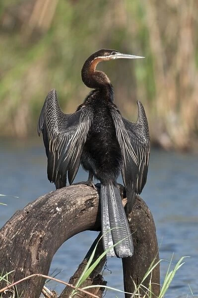 African Darter - perched with wings outstretched - Okavango River - Botswana