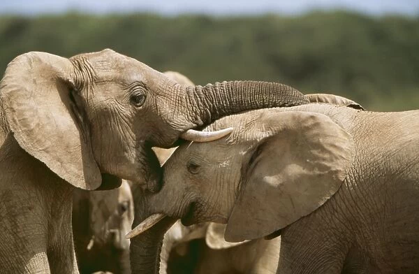 African Elephant CAN 1279 South Africa. IUCN Endangered Loxodonta africana © John Cancalosi  /  ARDEA LONDON