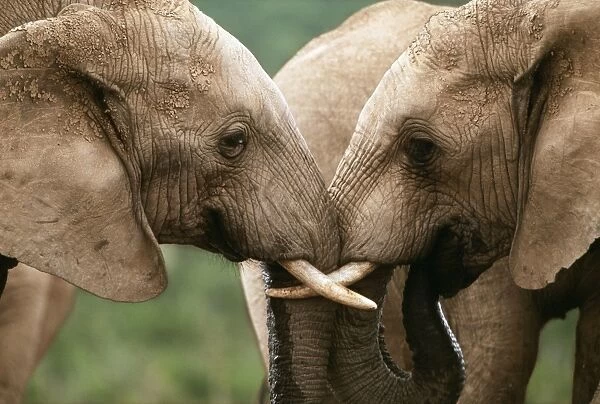 African Elephant CAN 1280 IUCN Endangered, South Africa Loxodonta africana © John Cancalosi  /  ARDEA LONDON