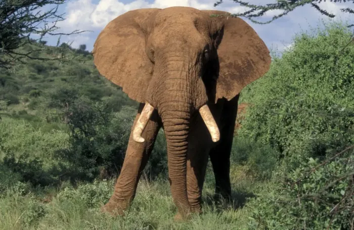 Framed Print : African Elephant Framed Print : African Elephant