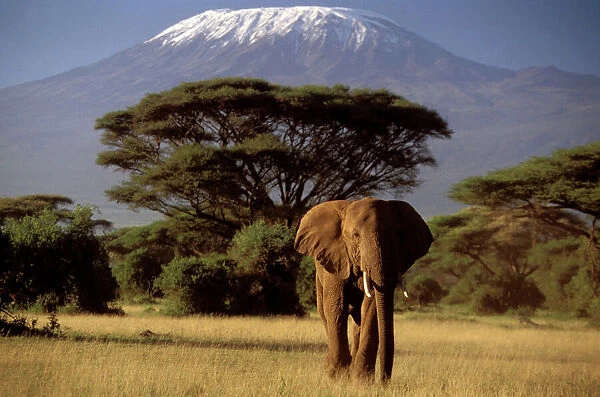 African Elephant. LA-2136 African Elephant Mount Kilimanjaro Loxodonta