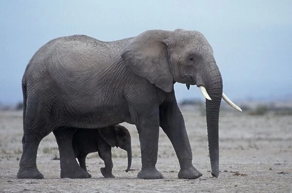African Elephant - adult and calf