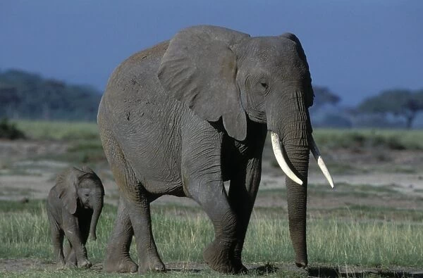 African Elephant - adult and calf. Africa