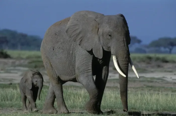 Framed Print : African Elephant - adult and calf. Africa Framed Print : African Elephant - adult and calf. Africa